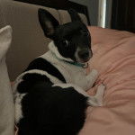 Un Ratshi Terrier au pelage bicolore, allongé sur un lit et portant un collier autour du cou