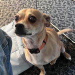 Un Ratshi Terrier au pelage tricolore, assis sur une moquette et portant un collier autour du cou