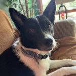 Un Ratshi Terrier au pelage bicolore, allongé sur un canapé et portant un collier autour du cou 