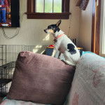 Un Ratshi Terrier au pelage tricolore, assis sur un canapé et portant un collier autour du cou