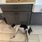 Un Ratshi Terrier au pelage bicolore, allongé sur un sol carrelé et semblant dormir 