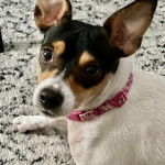 Un Ratshi Terrier au pelage tricolore, sur une moquette et portant un collier autour du cou