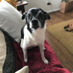 Un Ratshi Terrier au pelage bicolore, assis sur un canapé 