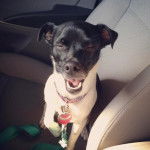 Un Ratshi Terrier au pelage bicolore, assis sur le siège d'une voiture et portant un collier autour du cou 