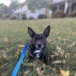 Un Ratshi Terrier au pelage bicolore, allongé sur un terrain herbeux et qui est tenu en laisse 