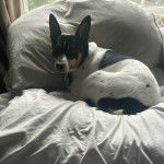 Un Ratshi Terrier au pelage tricolore, allongé sur un lit et regardant vers la caméra 