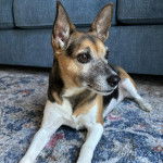 Un Ratshi Terrier au pelage tricolore, allongé sur une moquette 