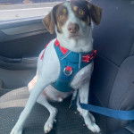 Un Ratshi Terrier au pelage tricolore, assis sur le siège d'une voiture et qui est tenu en laisse 