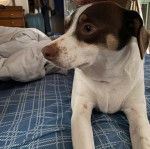 Un Ratshi Terrier au pelage tricolore, allongé sur un lit et regardant sur sa droite 