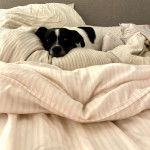 Un Ratshi Terrier au pelage bicolore, allongé sur un lit et semblant détendu