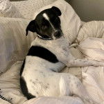 Un Ratshi Terrier au pelage bicolore, allongé sur un lit et regardant la caméra 