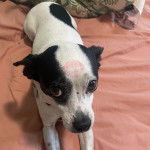 Un Ratshi Terrier au pelage bicolore, allongé sur un lit