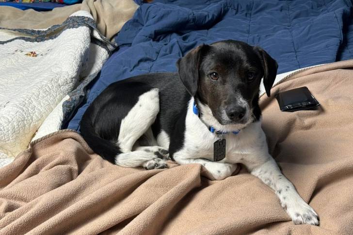 Un Ratshire Terrier allongé sur un lit et portant un collier autour du cou