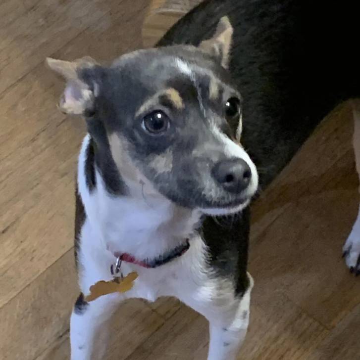 Un Ratshire Terrier au pelage tricolore, sur un plancher et portant un collier autour du cou 