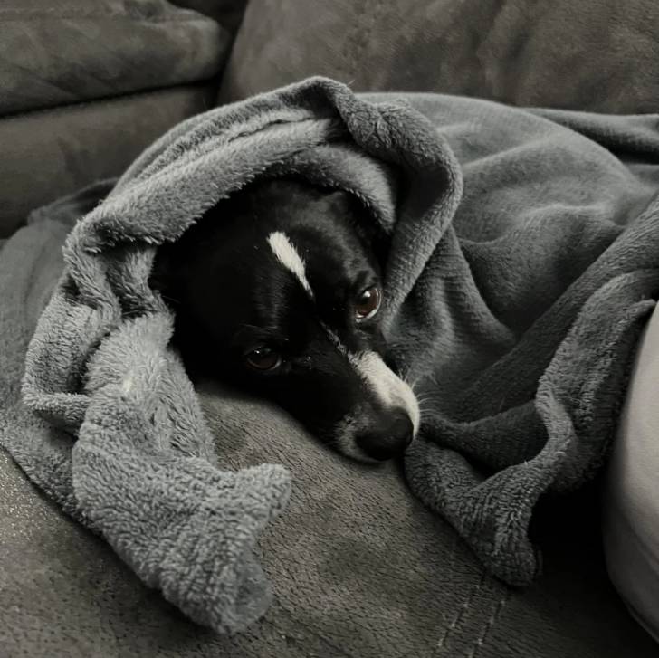 Un Ratshire Terrier au pelage bicolore, allongé et qui est couvert par une serviette