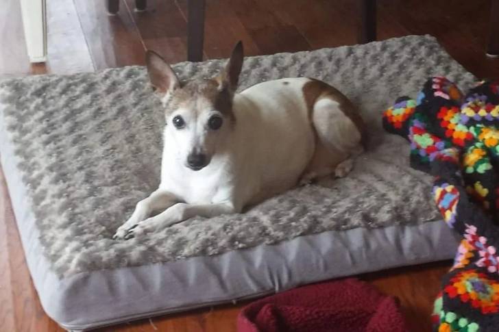 Un Ratshire Terrier allongé sur un lit et regardant vers la caméra 