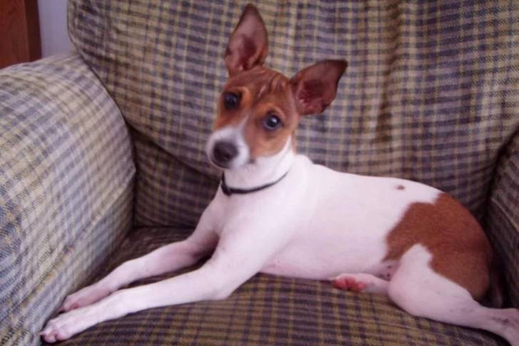Un Ratshire Terrier allongé sur un canapé et portant un collier autour du cou