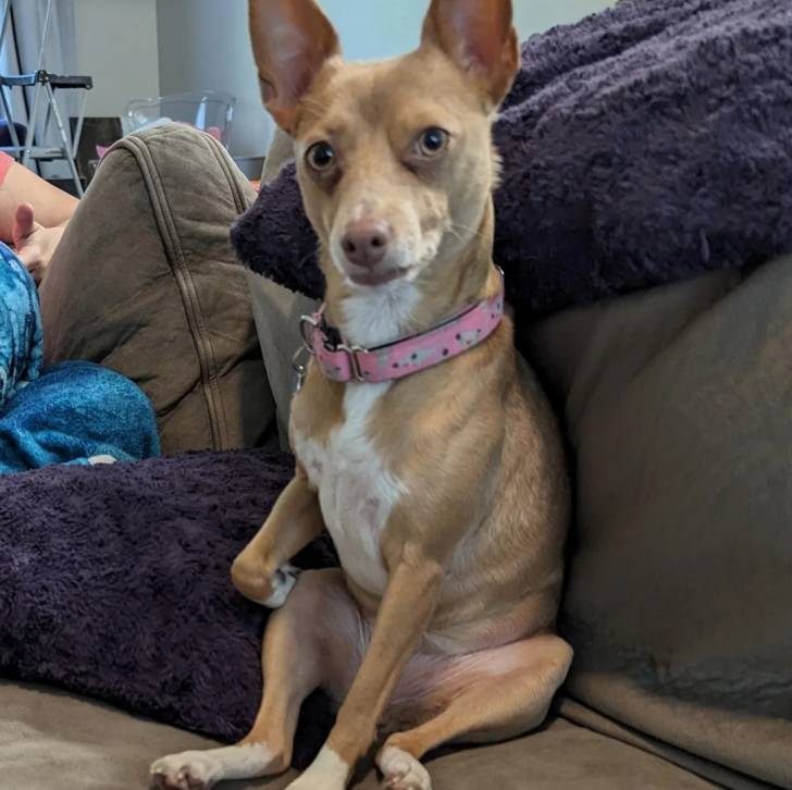 Un Ratshire Terrier au pelage tricolore, assis et portant un collier autour du cou