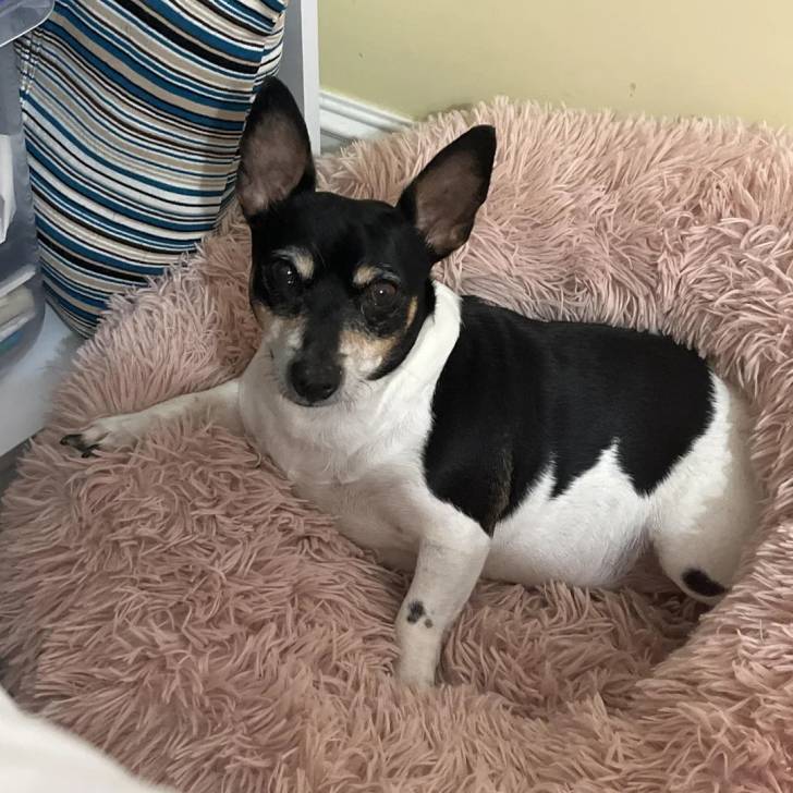 Un Ratshire Terrier au pelage bicolore, allongé dans un panier et regardant vers la caméra 