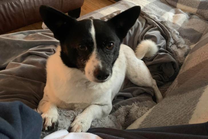 Un Ratshire Terrier allongé sur un lit et regardant vers la caméra