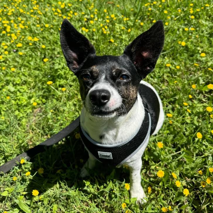 Un Ratshire Terrier au pelage tricolore, assis sur un terrain herbeux et qui est tenu en laisse 