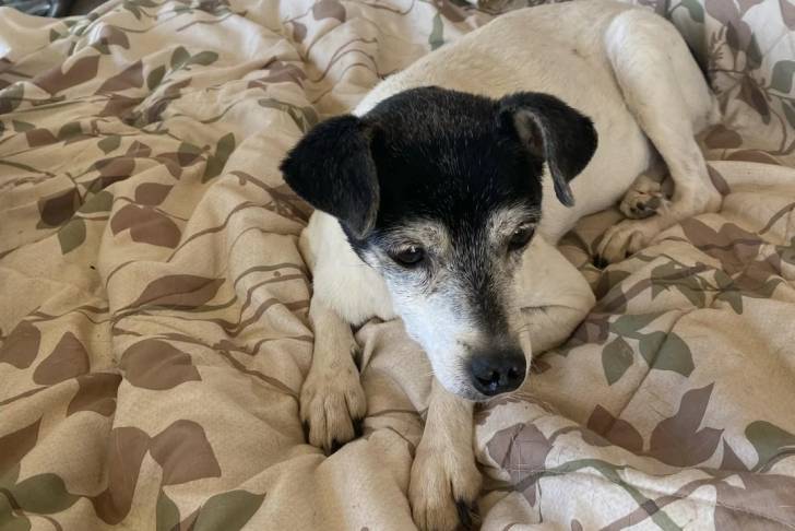 Un Ratshire Terrier allongé sur un lit et semblant détendu