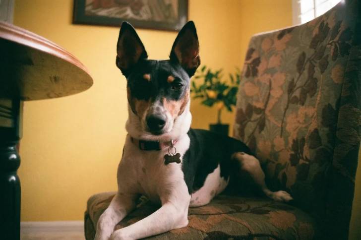 Un Ratshire Terrier allongé sur un canapé et portant un collier autour du cou