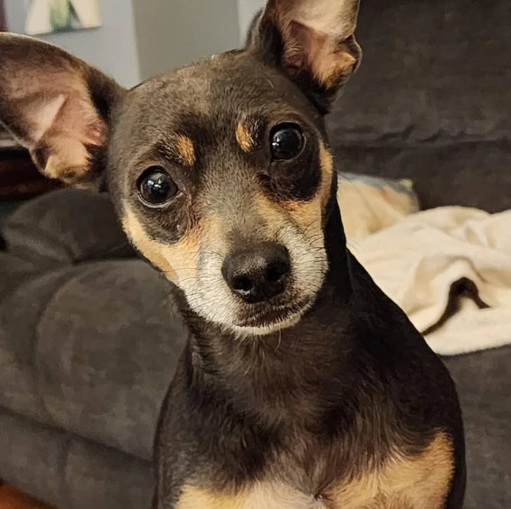 Un Ratshire Terrier au pelage tricolore, regardant vers la caméra 