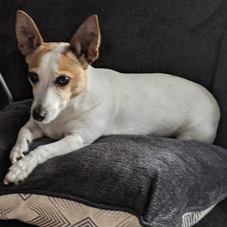 Un Ratshi Terrier au pelage bicolore, allongé et regardant vers la caméra 
