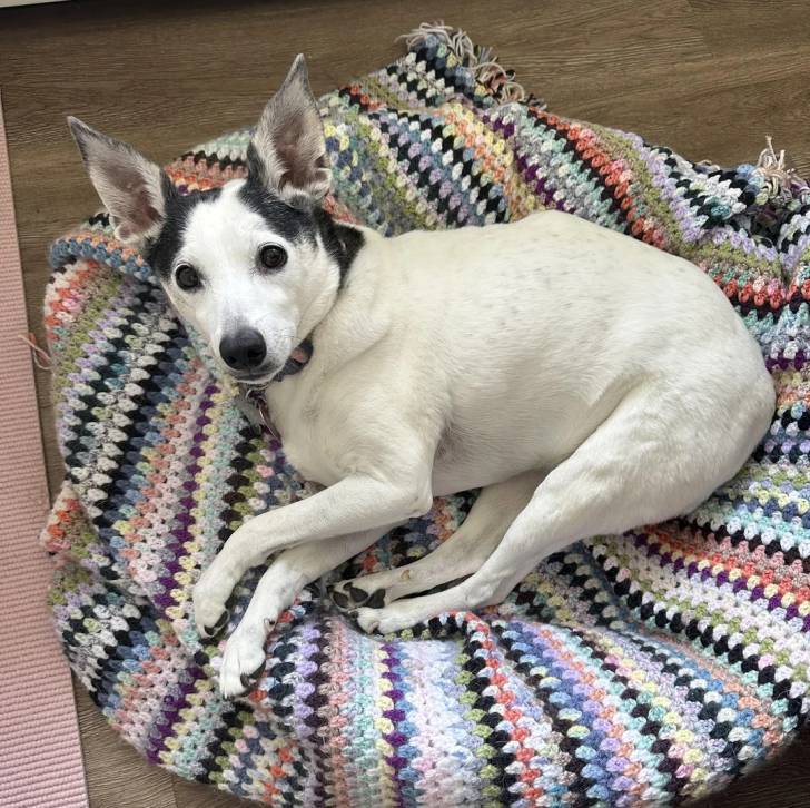 Un Ratshi Terrier au pelage bicolore, allongé et regardant vers la caméra 