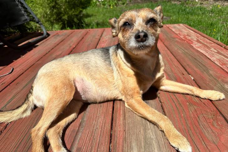 Un Ratshi Terrier allongé sur un plancher 