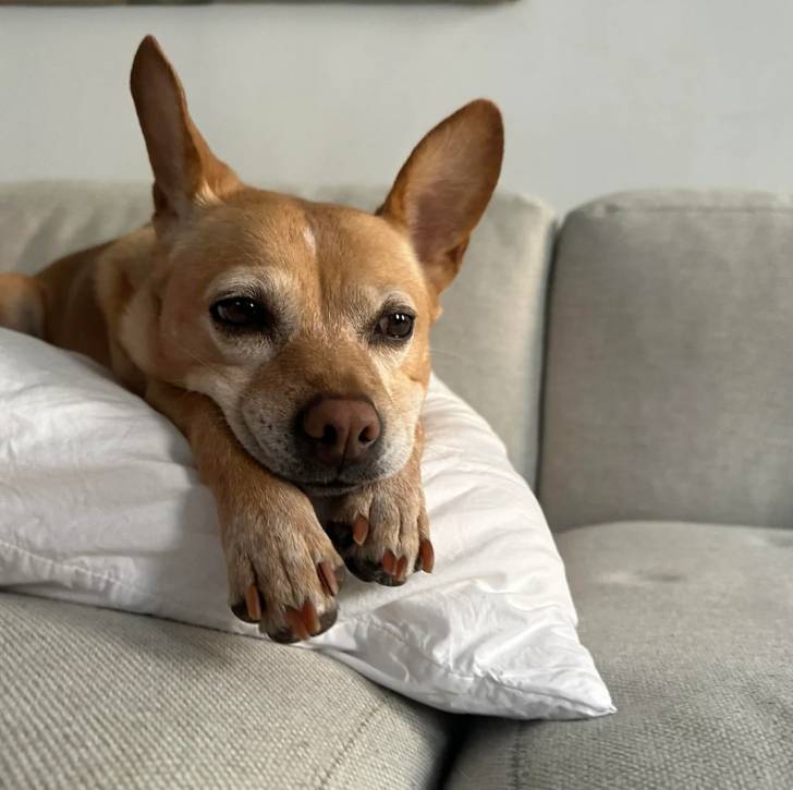 Un Ratshi Terrier au pelage bicolore, allongé sur un oreiller et semblant détendu 
