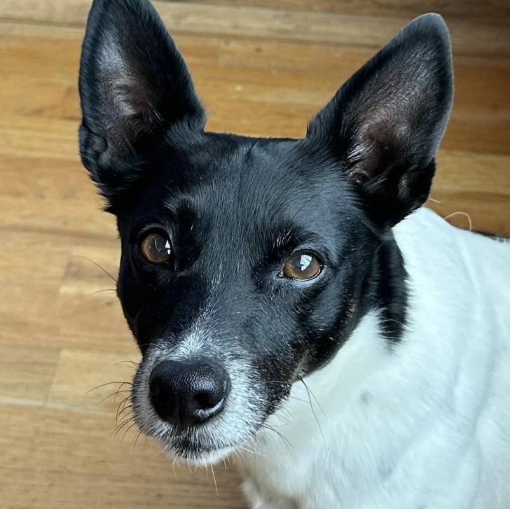 Un Ratshi Terrier au pelage bicolore, regardant la caméra 