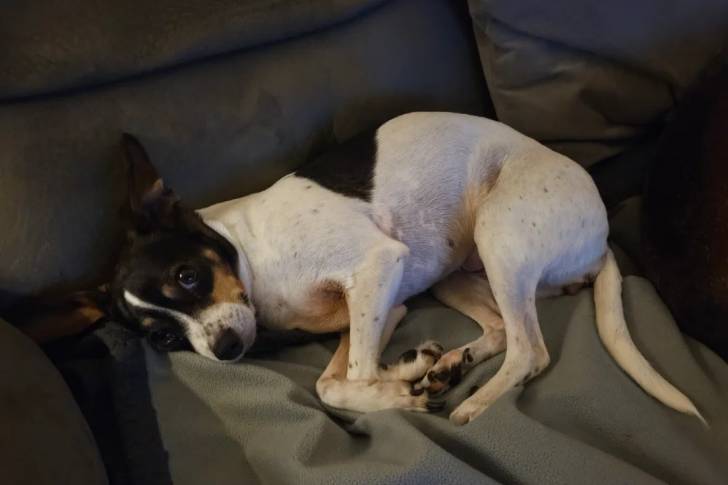 Un Ratshi Terrier allongé sur un canapé et regardant vers la caméra 