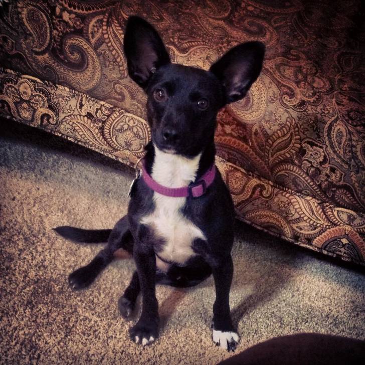 Un Ratshi Terrierau pelage bicolore, assis sur une moquette et portant un collier autour du cou