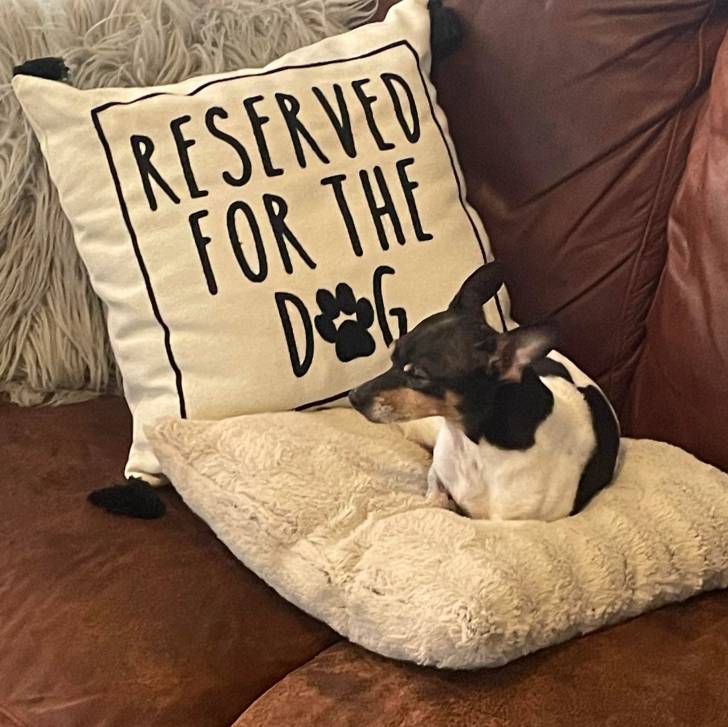 Un Ratshi Terrier au pelage triocolore, allongé sur un oreiller et semblant détendu 