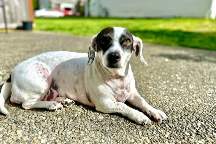 Un Ratshi Terrier allongé sur un sol bitumé 