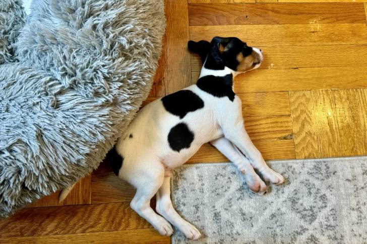 Un Ratshi Terrier allongé sur un plancher