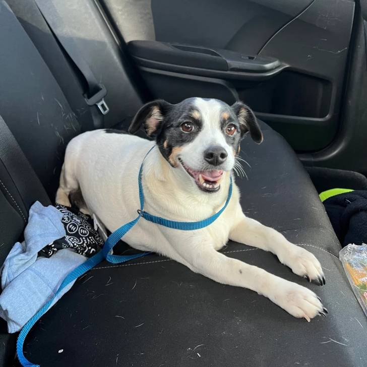 Un Ratshi Terrier au pelage tricolore, allongé sur le siège d'une voiture et qui est tenu en laisse 