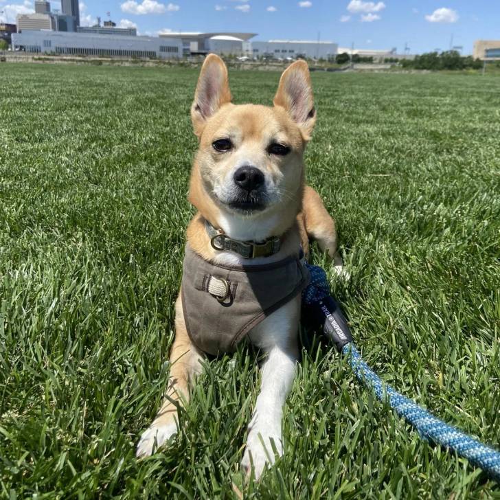 Un Ratshi Terrier au pelage bicolore, allongé sur une surface gazonnée et qui est tenu en laisse 