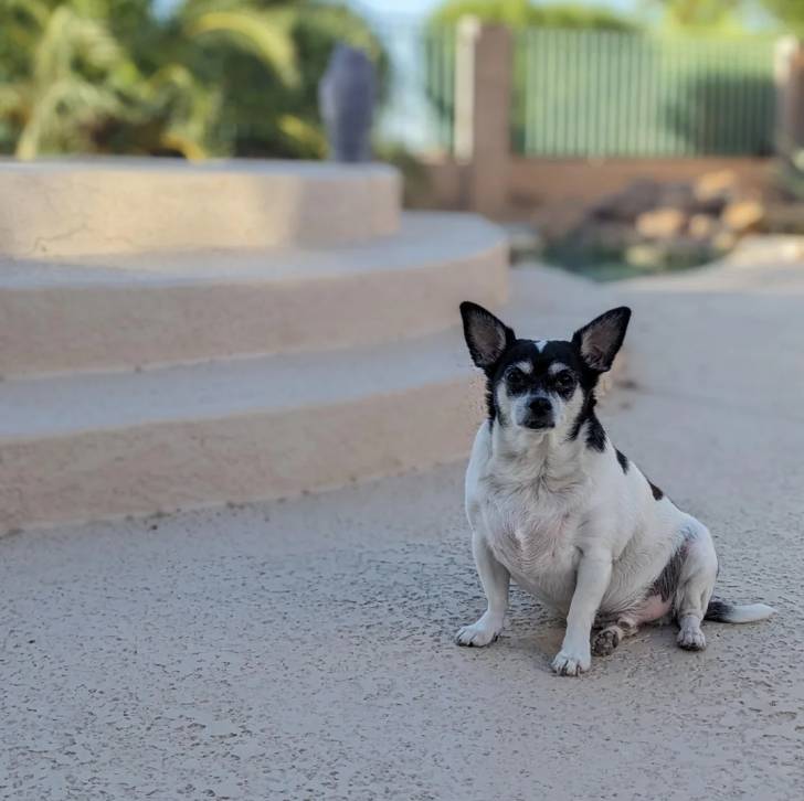Un Ratshi Terrier au pelage bicolore, assis sur un sol béton et regardant vers la caméra 