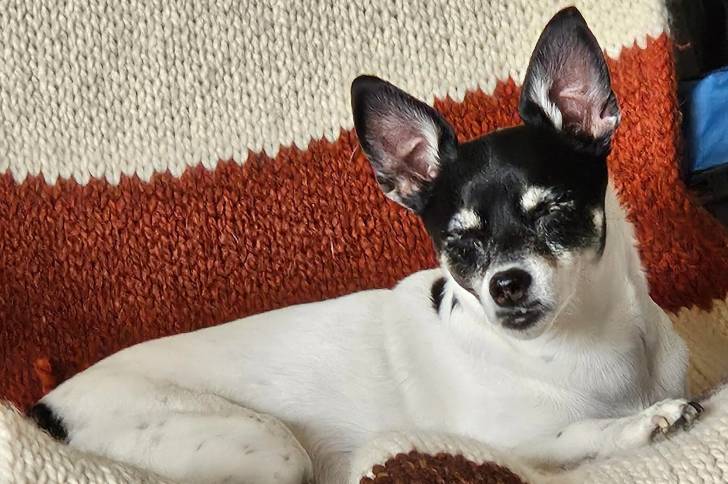 Un Ratshi Terrier allongé et semblant détendu 