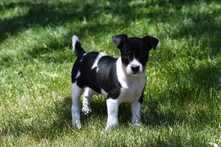 Un chiot Ratshi Terrier sur un terrain herbeux et regardant vers la caméra 