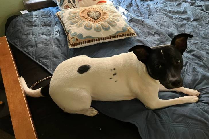Un Ratshi Terrier allongé sur un lit et regardant vers la caméra