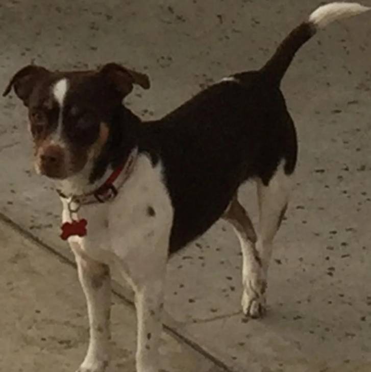 Un Ratshi Terrier au pelage tricolore, sur un sol en béton et portant un collier autour du cou 