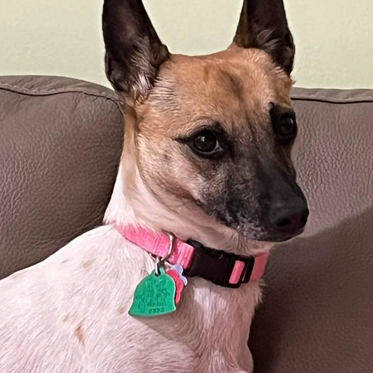 Un Ratshi Terrier au pelage bicolore, assis sur un canapé et portant un collier autour du cou