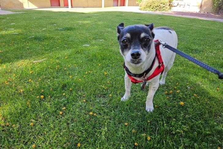 Un Ratshi Terrier sur un terrain gazonné et qui est tenu en laisse 