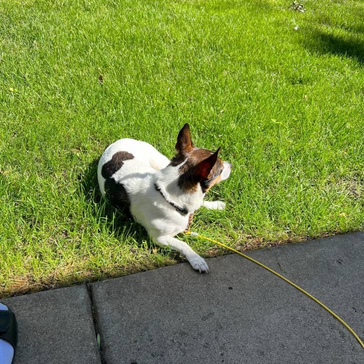Un Ratshi Terrier au pelage bicolore, allongé sur une surface gazonnée et qui est tenu en laisse