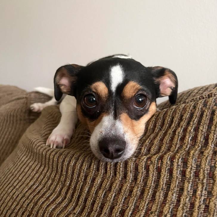 Un Ratshi Terrier au pelage tricolore, allongé sur un canapé 