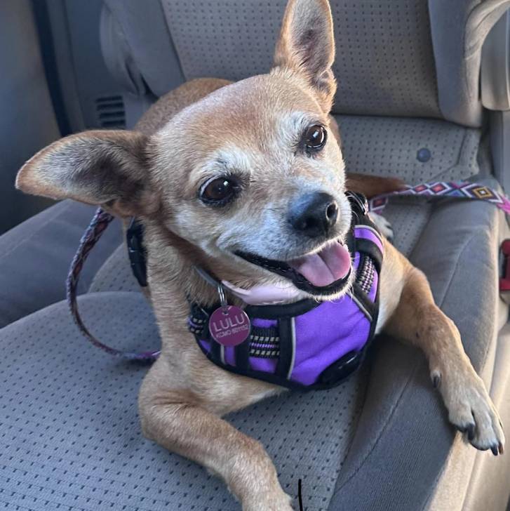 Un Ratshi Terrier au pelage bicolore, allongé sur le siège d'une voiture et portant un harnais 
